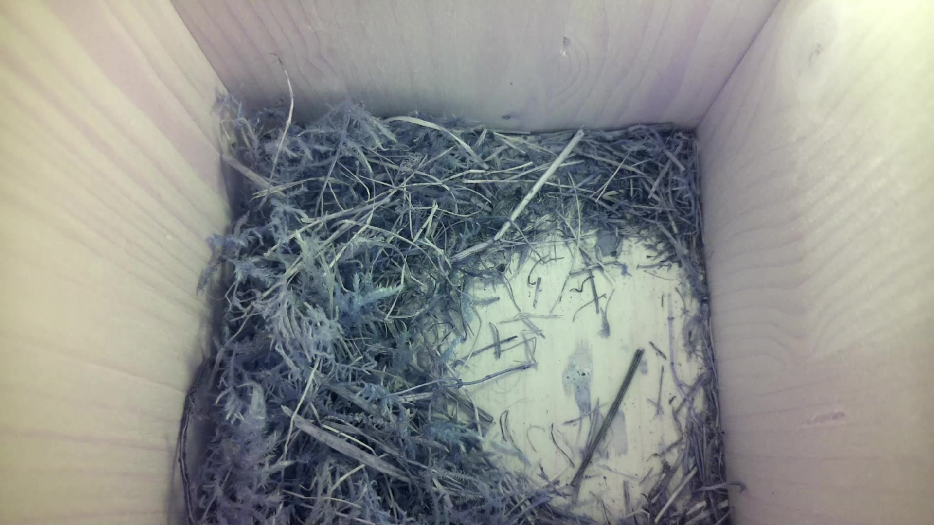 Aufnahme aus dem Vogelhaus