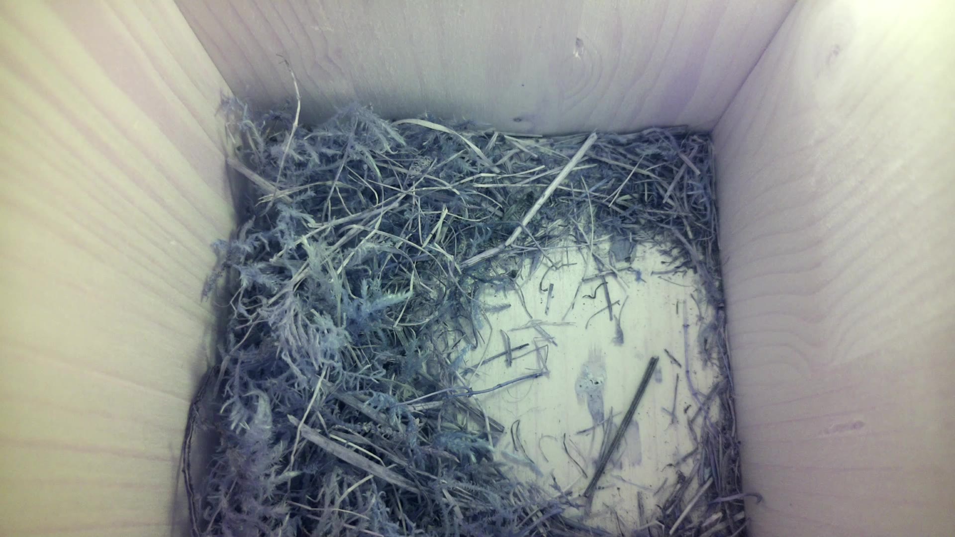 Aufnahme aus dem Vogelhaus