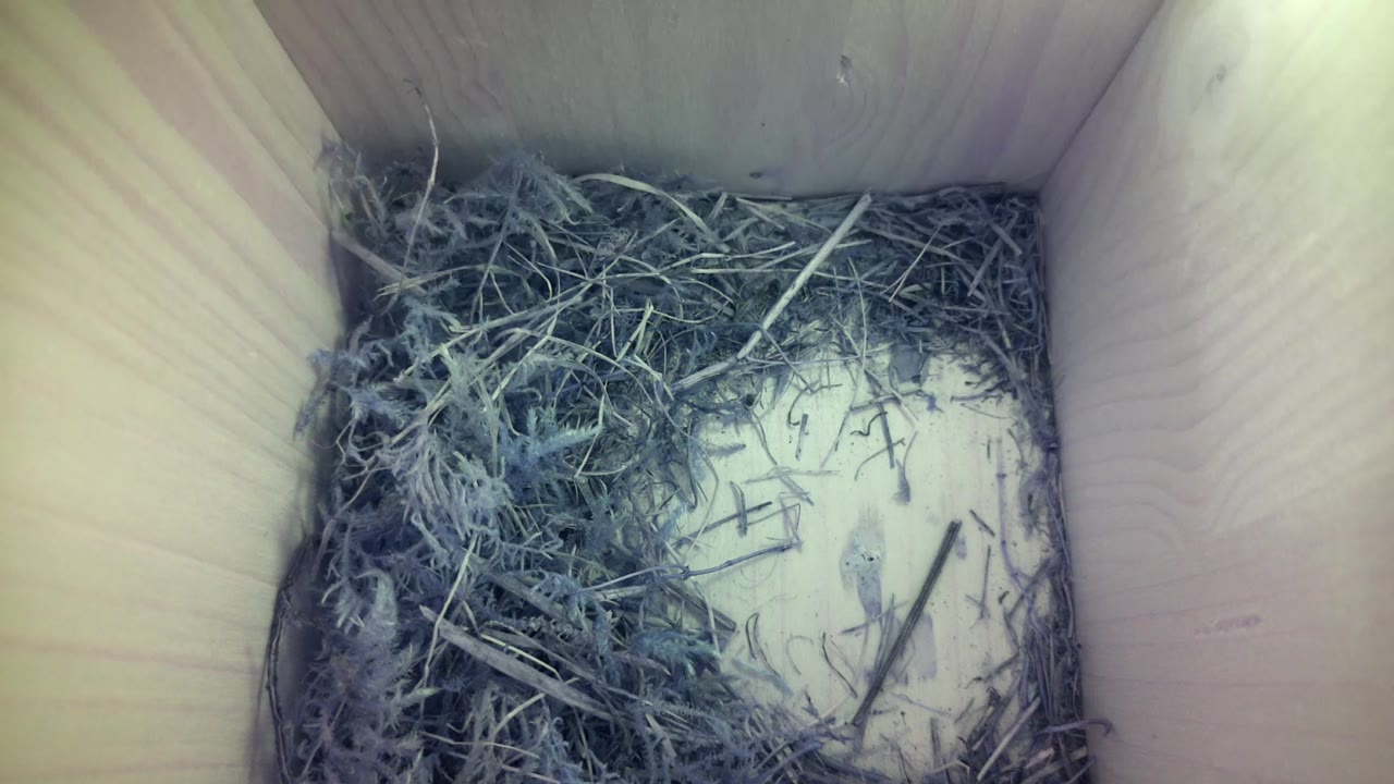 Aufnahme aus dem Vogelhaus
