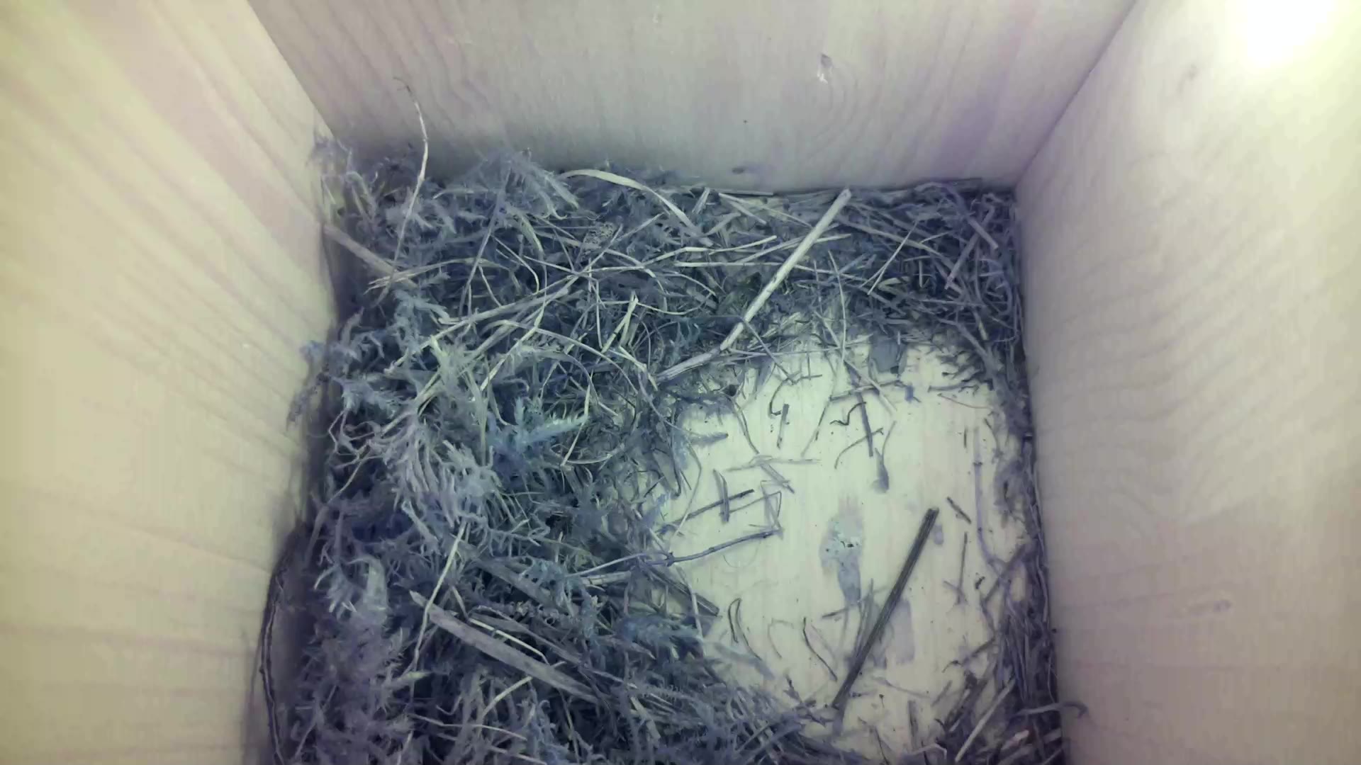 Aufnahme aus dem Vogelhaus