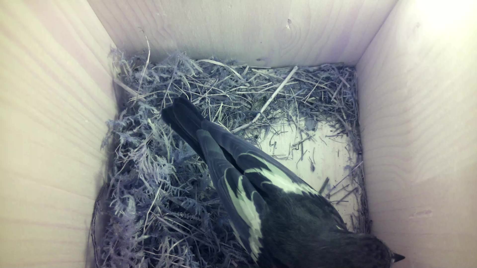 Aufnahme aus dem Vogelhaus