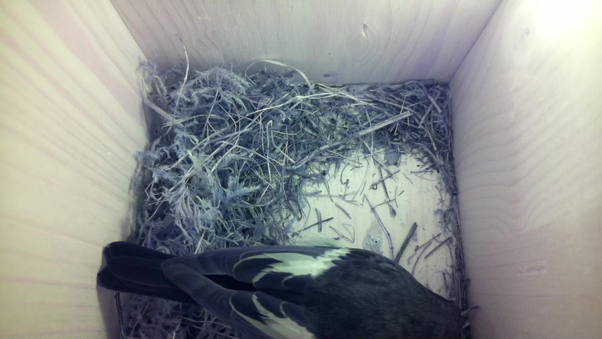 Aufnahme aus dem Vogelhaus