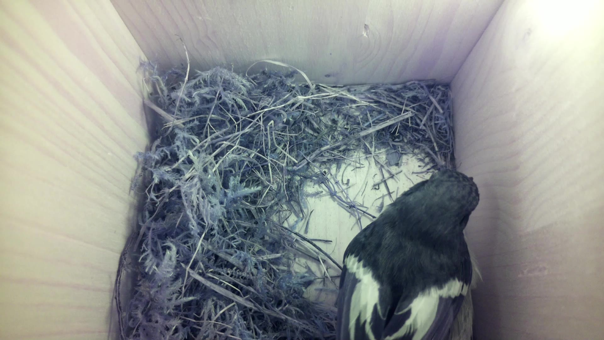 Aufnahme aus dem Vogelhaus