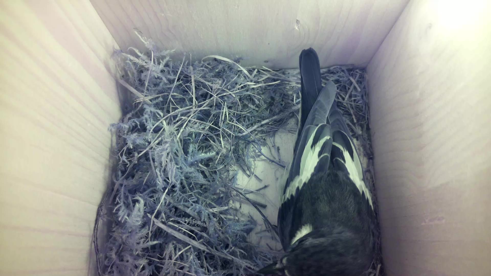 Aufnahme aus dem Vogelhaus