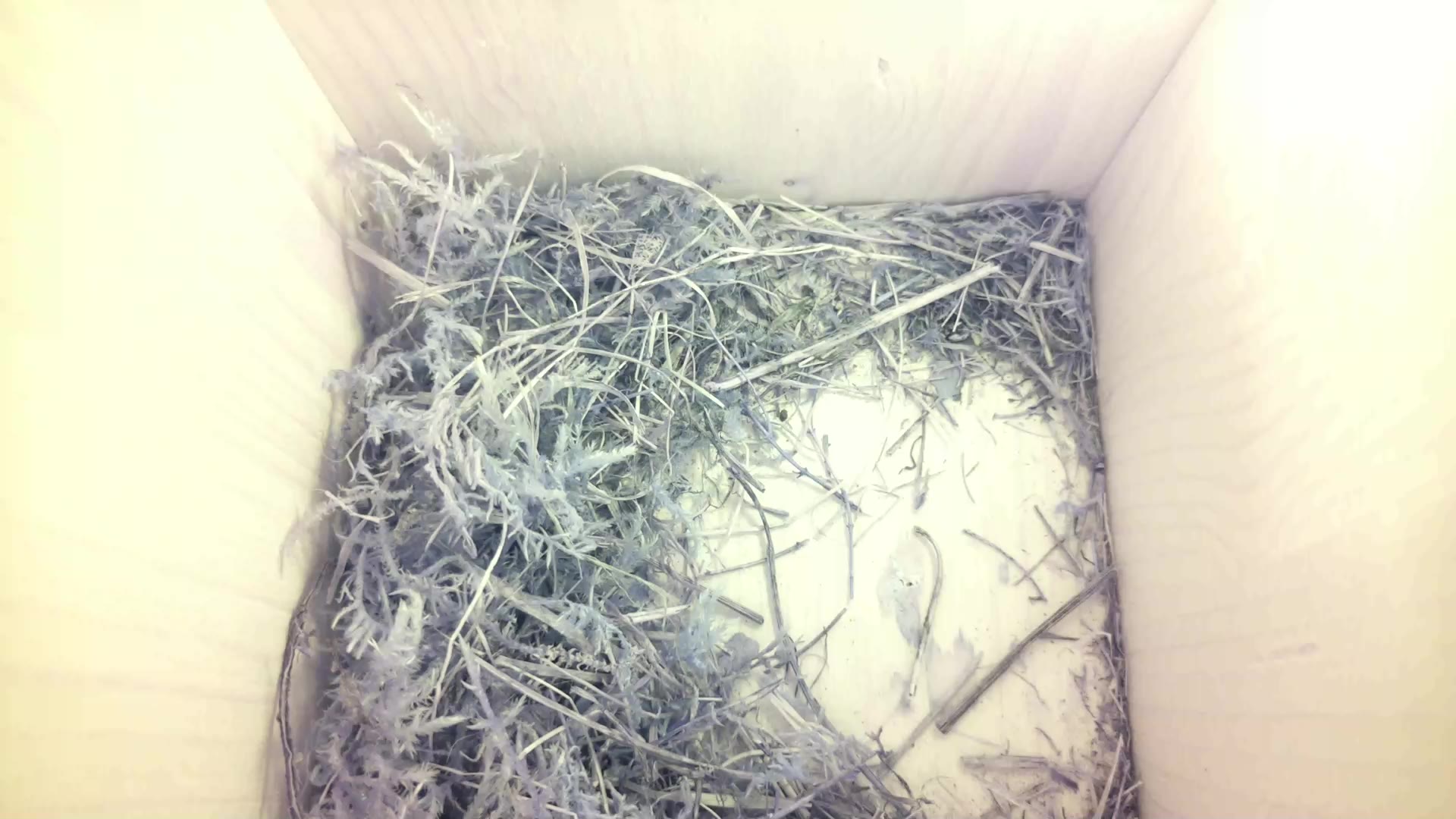 Aufnahme aus dem Vogelhaus