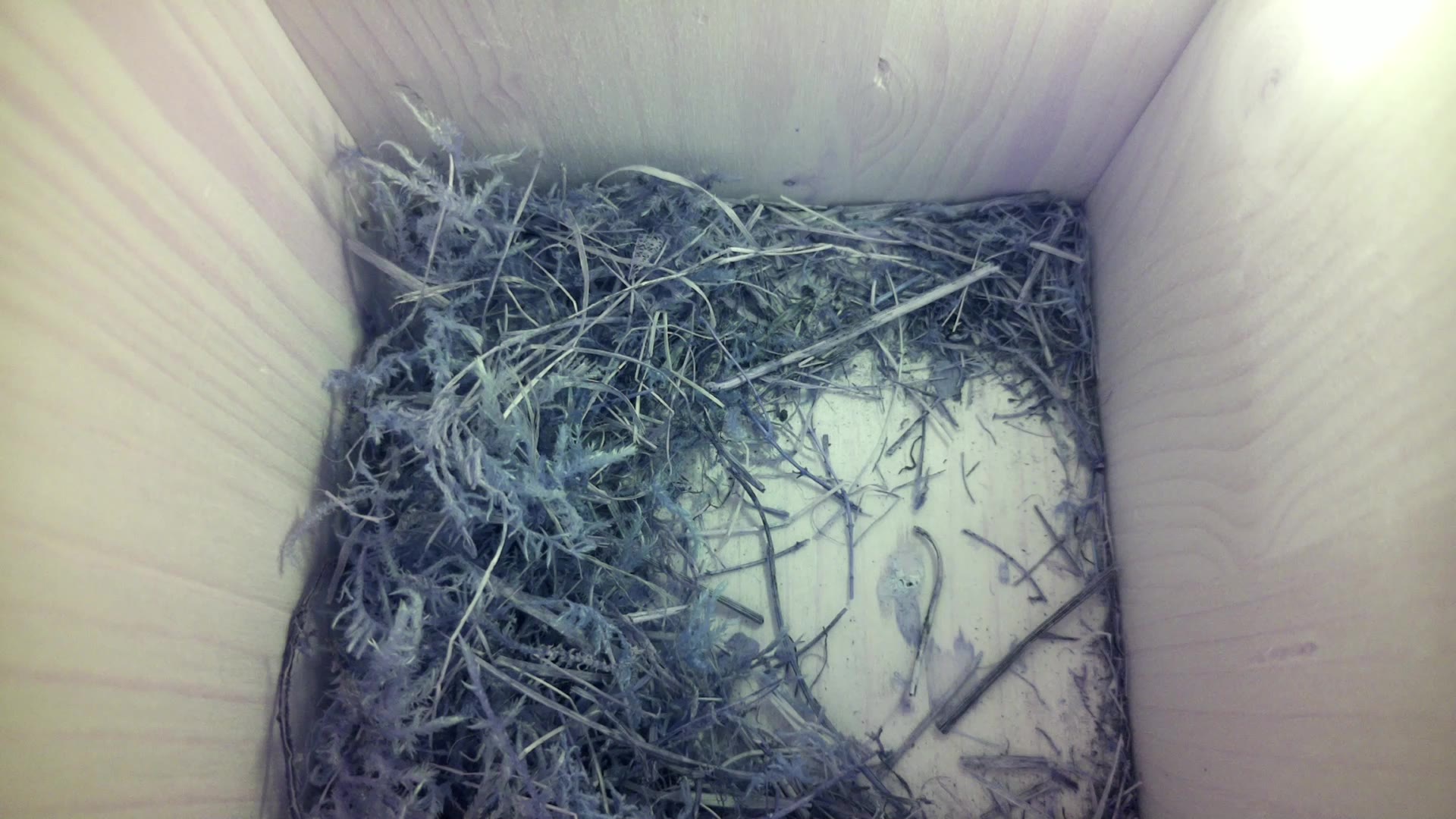 Aufnahme aus dem Vogelhaus