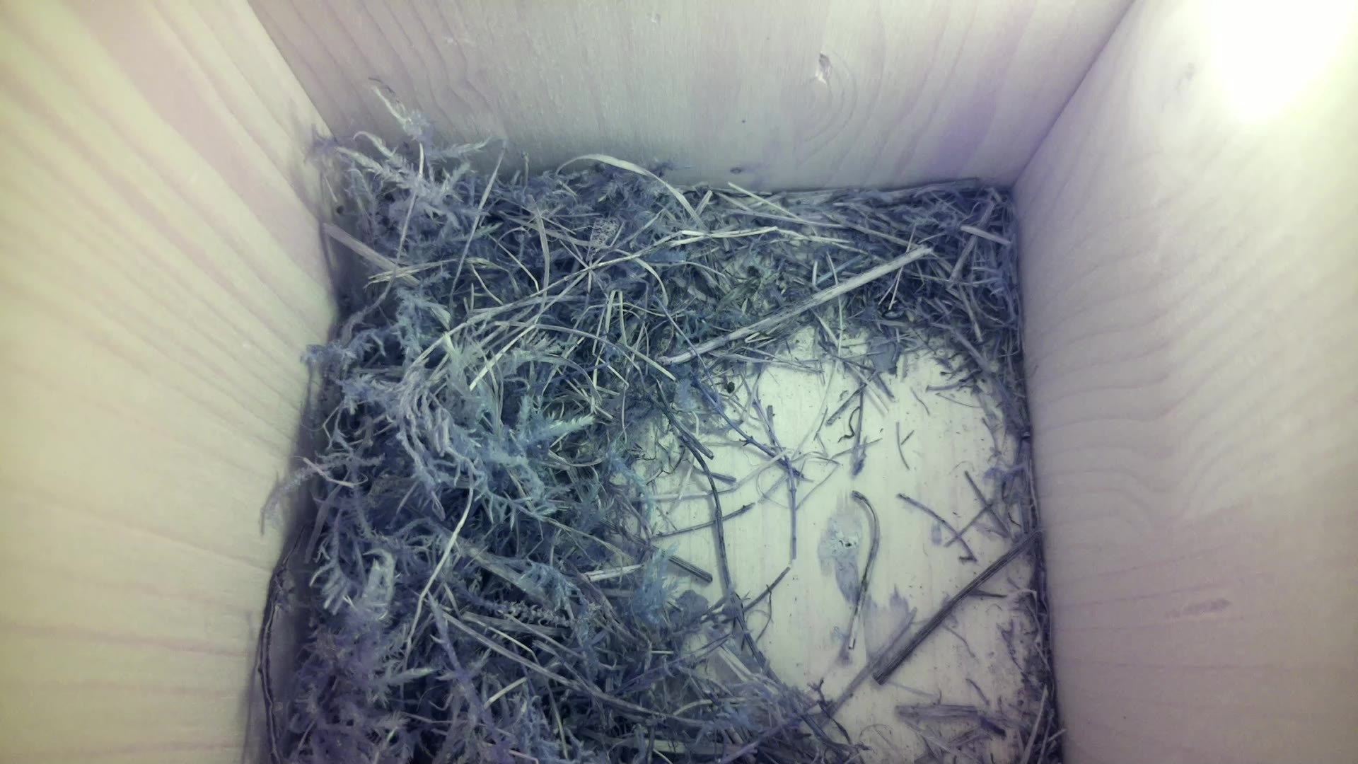 Aufnahme aus dem Vogelhaus