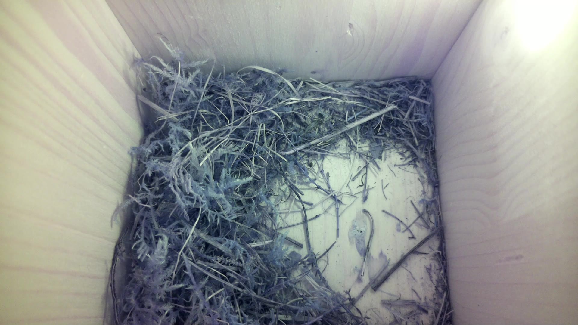 Aufnahme aus dem Vogelhaus