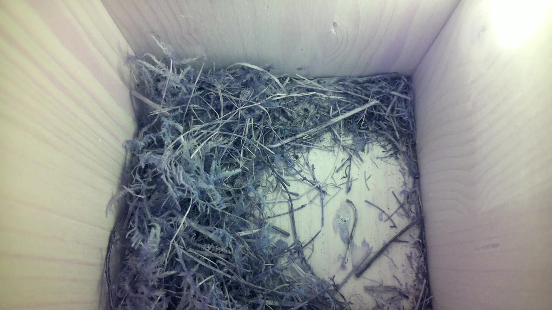 Aufnahme aus dem Vogelhaus