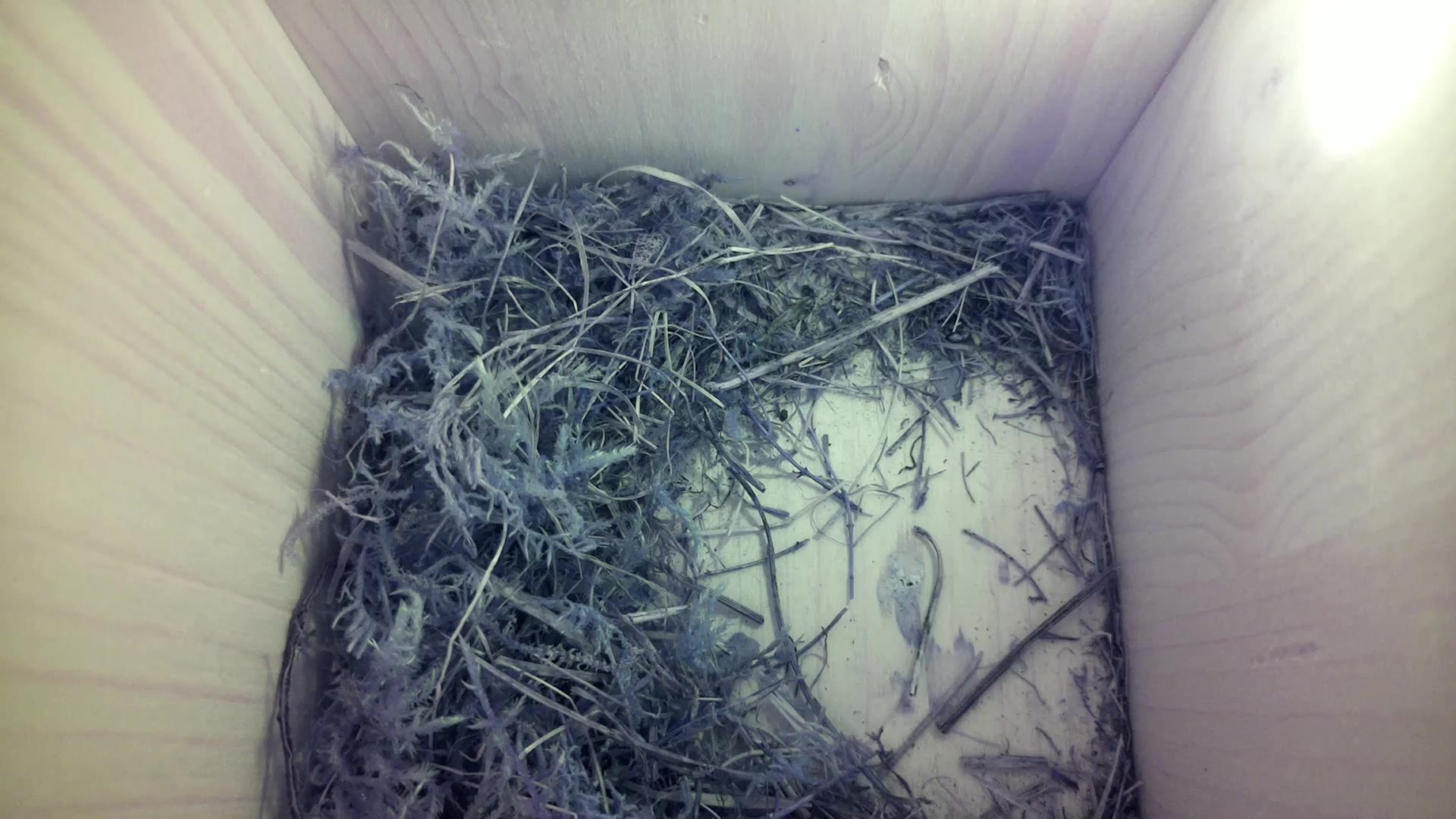Aufnahme aus dem Vogelhaus