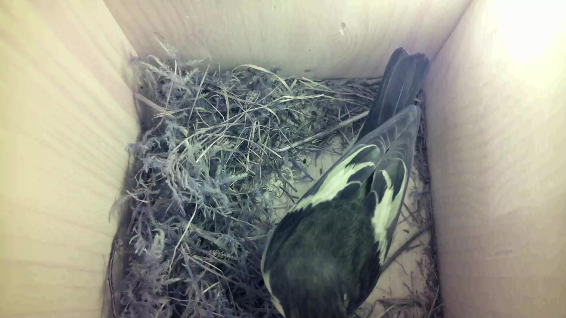 Aufnahme aus dem Vogelhaus