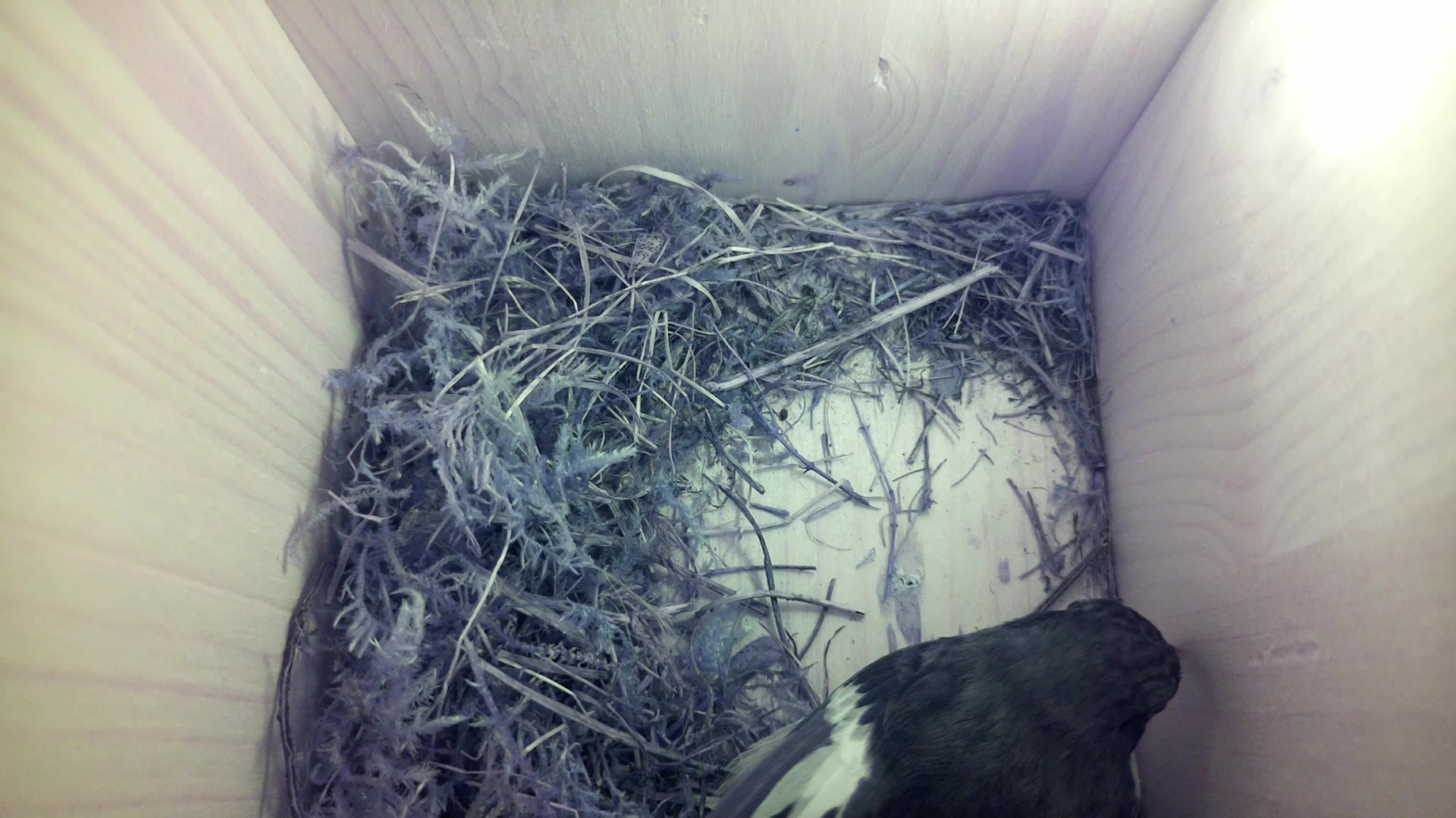 Aufnahme aus dem Vogelhaus