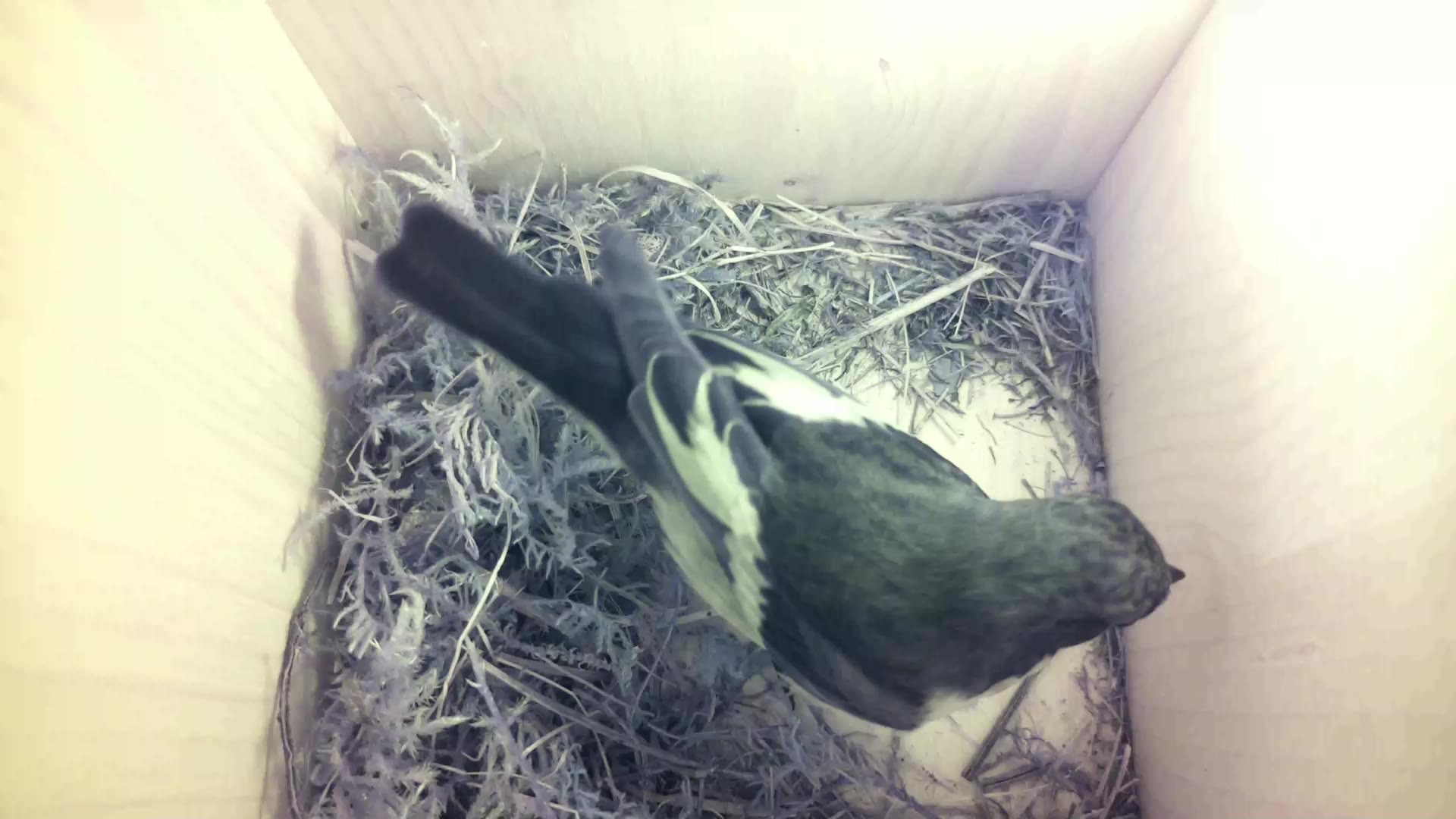 Aufnahme aus dem Vogelhaus