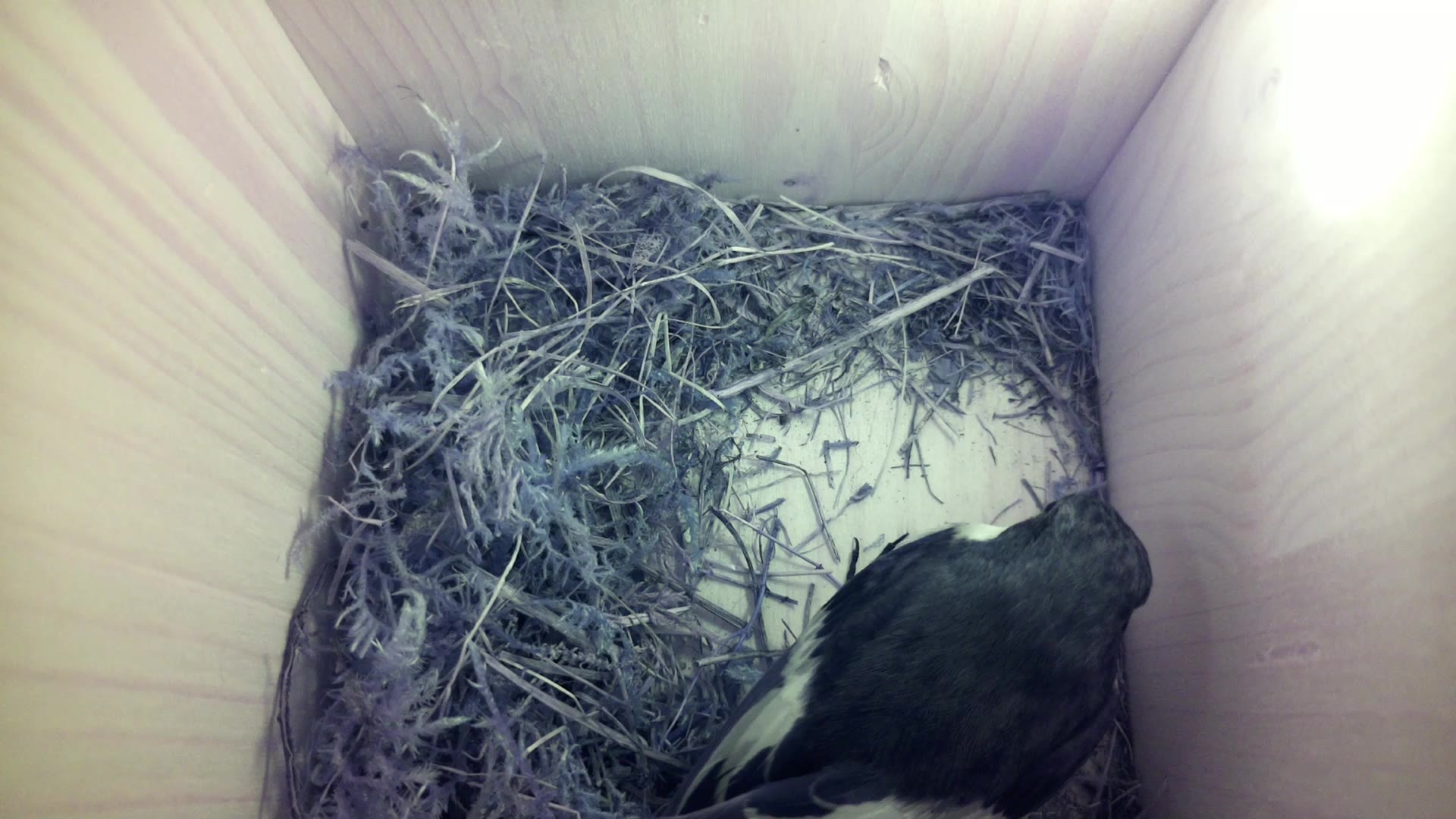 Aufnahme aus dem Vogelhaus