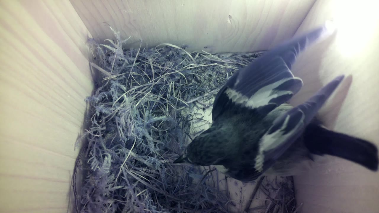 Aufnahme aus dem Vogelhaus
