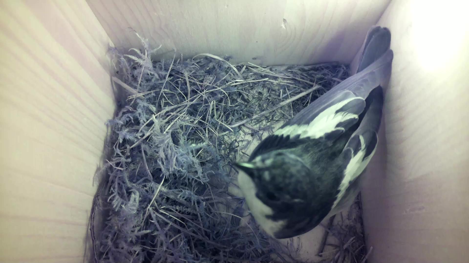 Aufnahme aus dem Vogelhaus