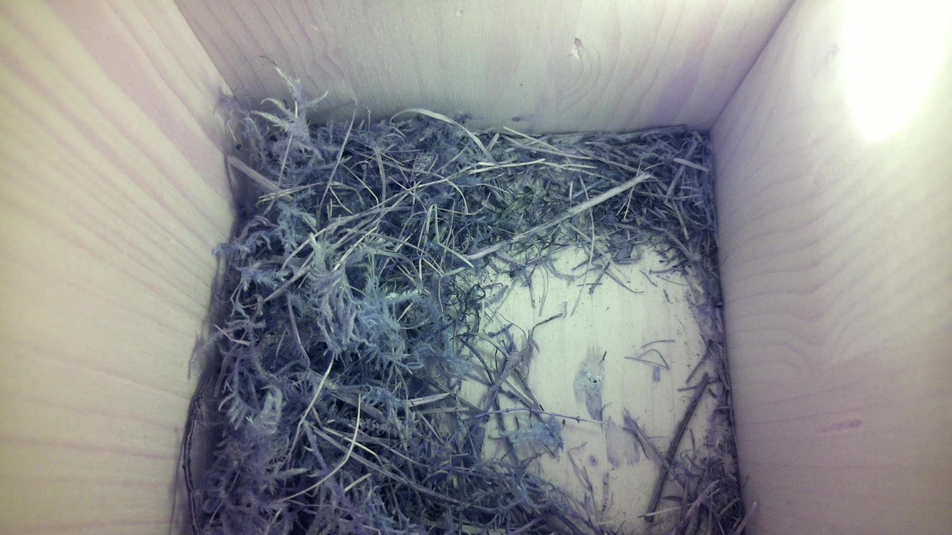 Aufnahme aus dem Vogelhaus