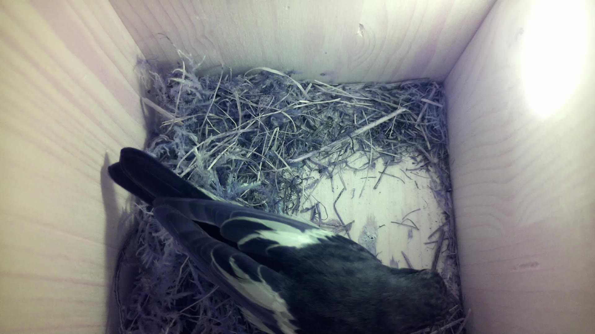 Aufnahme aus dem Vogelhaus