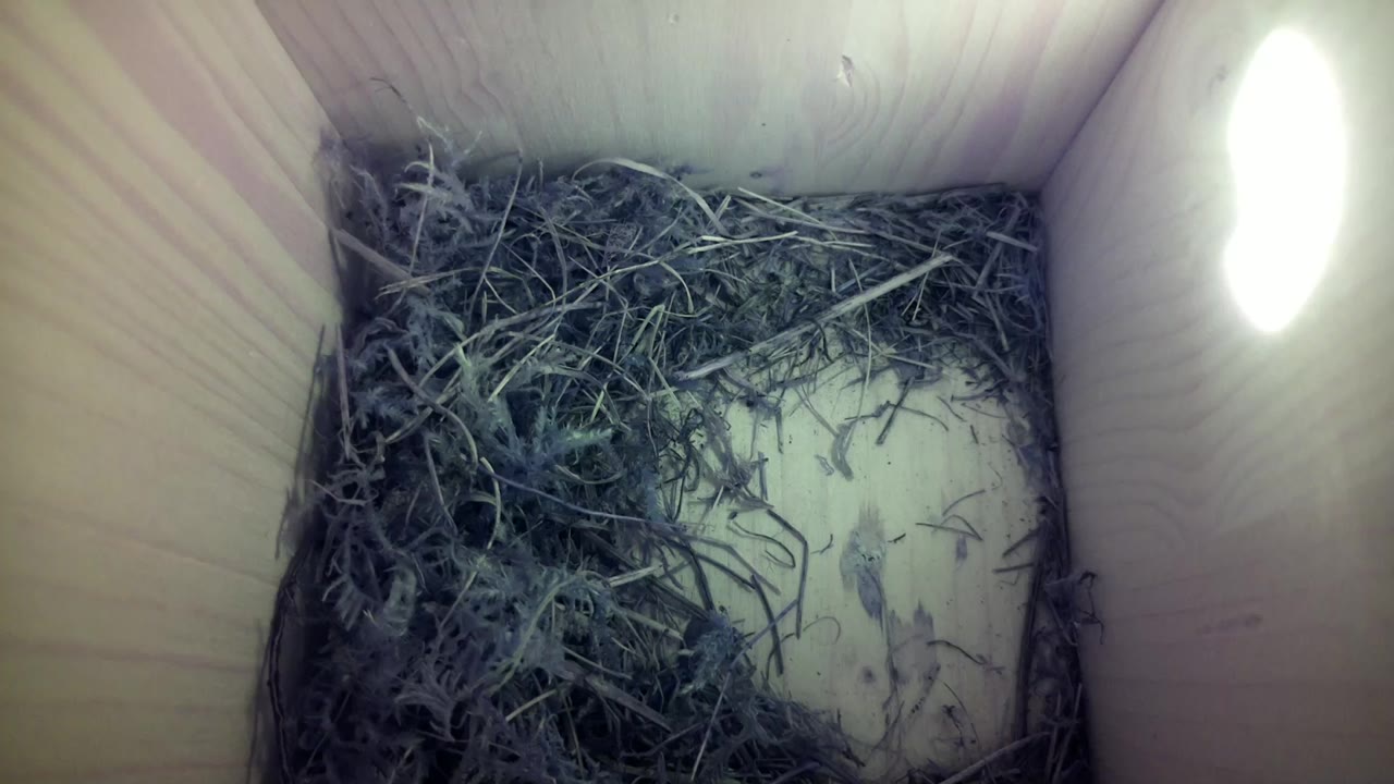 Aufnahme aus dem Vogelhaus