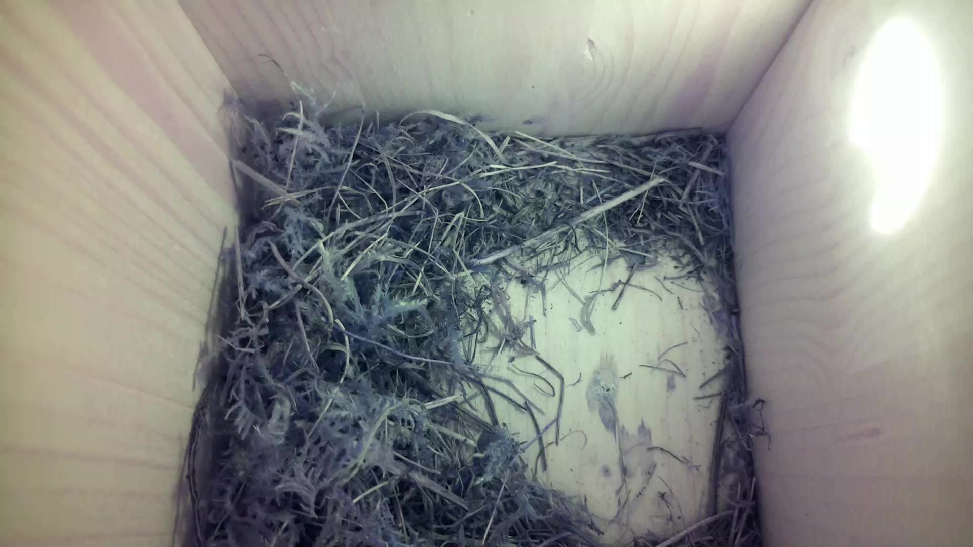 Aufnahme aus dem Vogelhaus