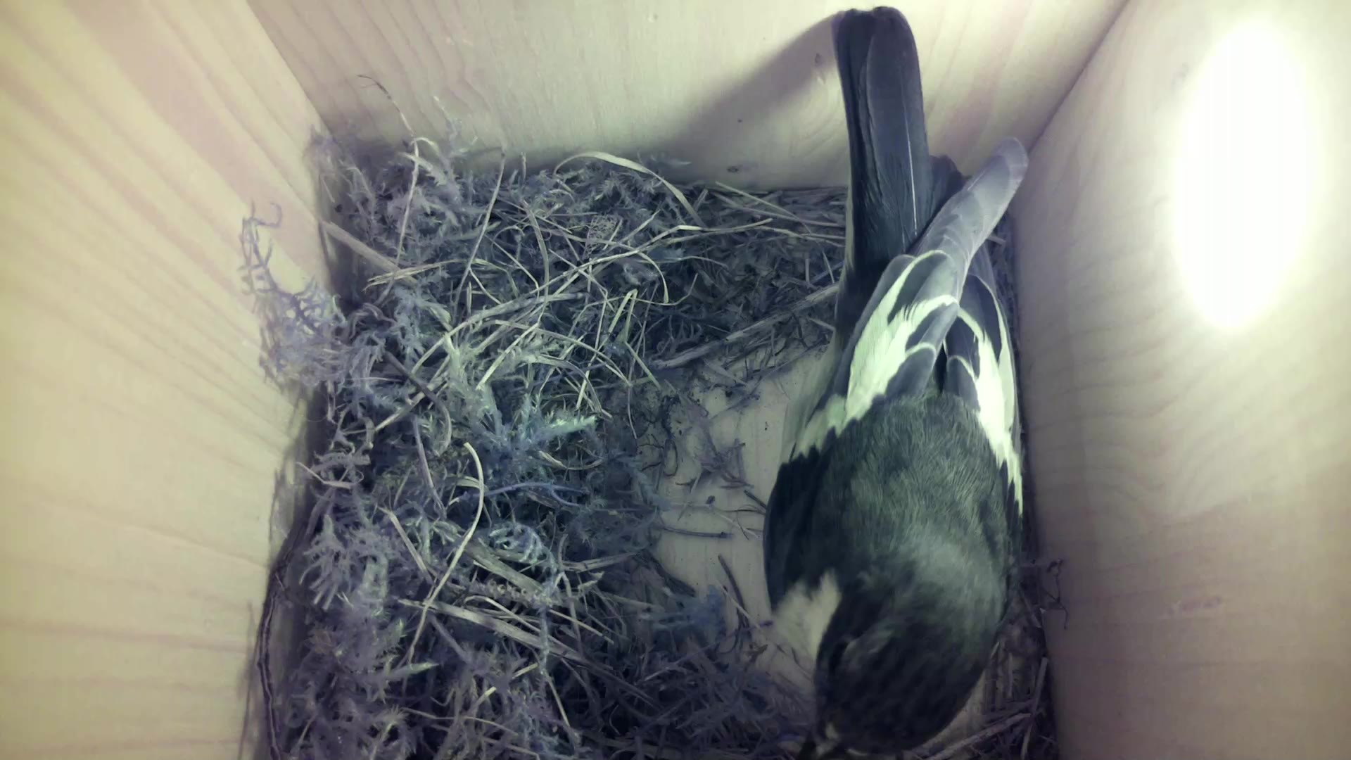 Aufnahme aus dem Vogelhaus