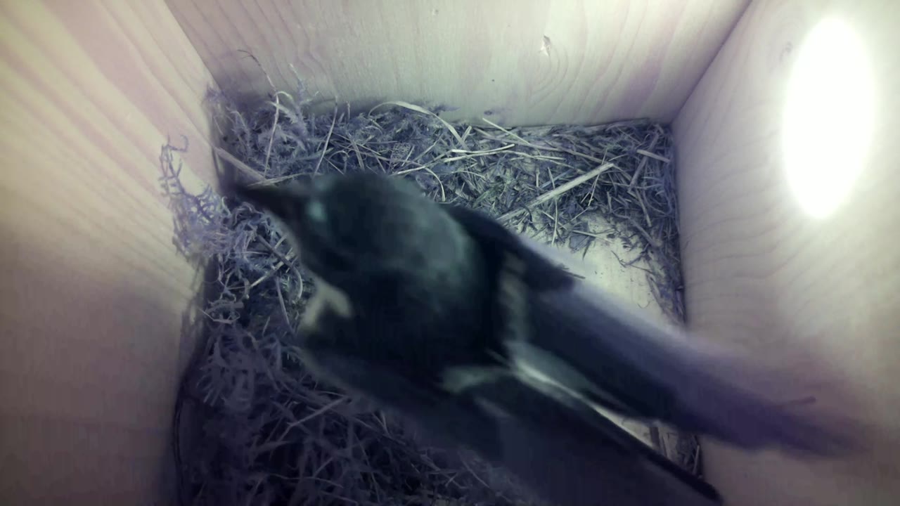 Aufnahme aus dem Vogelhaus