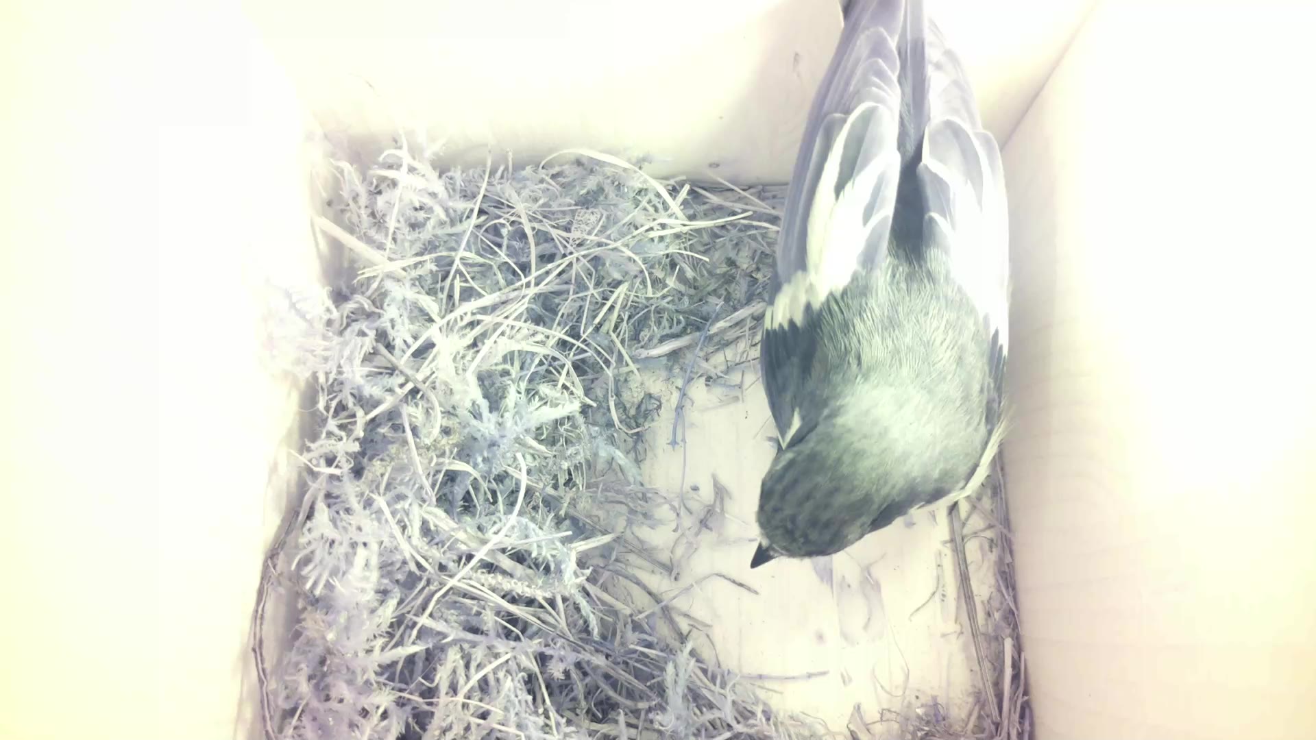 Aufnahme aus dem Vogelhaus