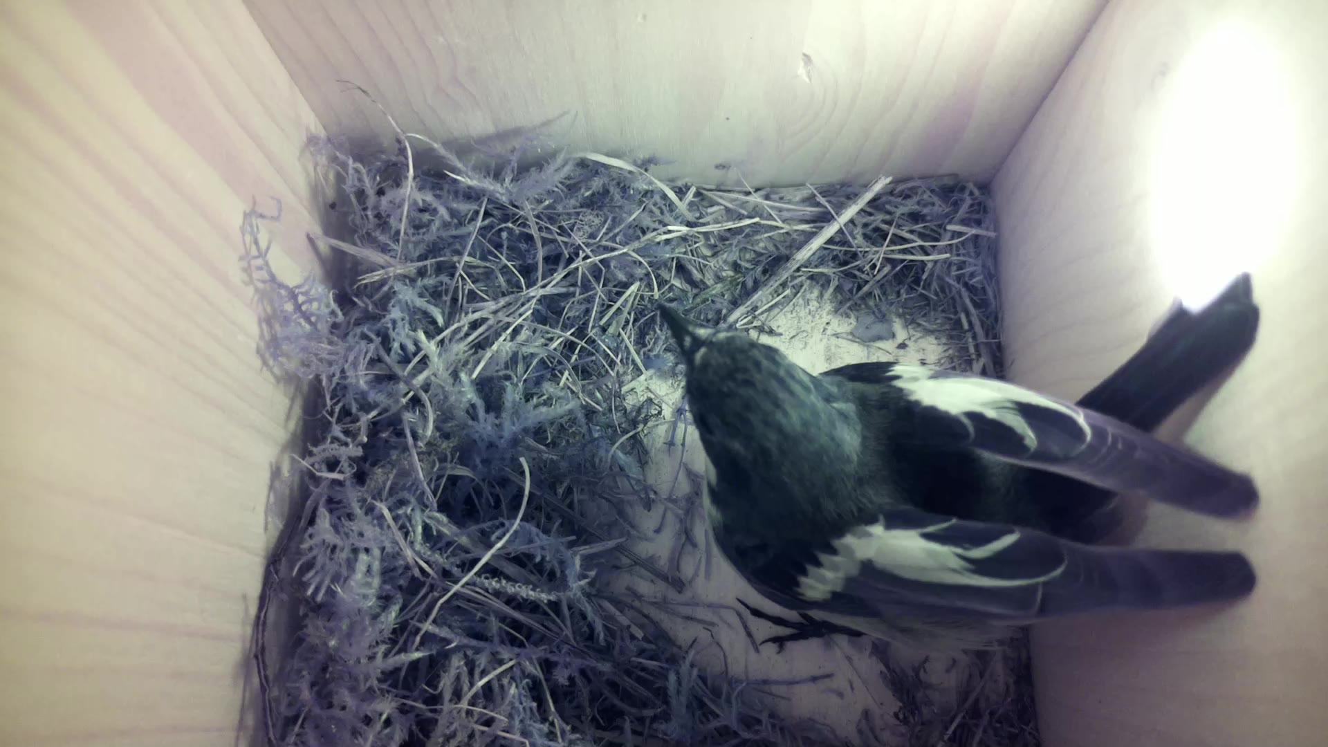 Aufnahme aus dem Vogelhaus