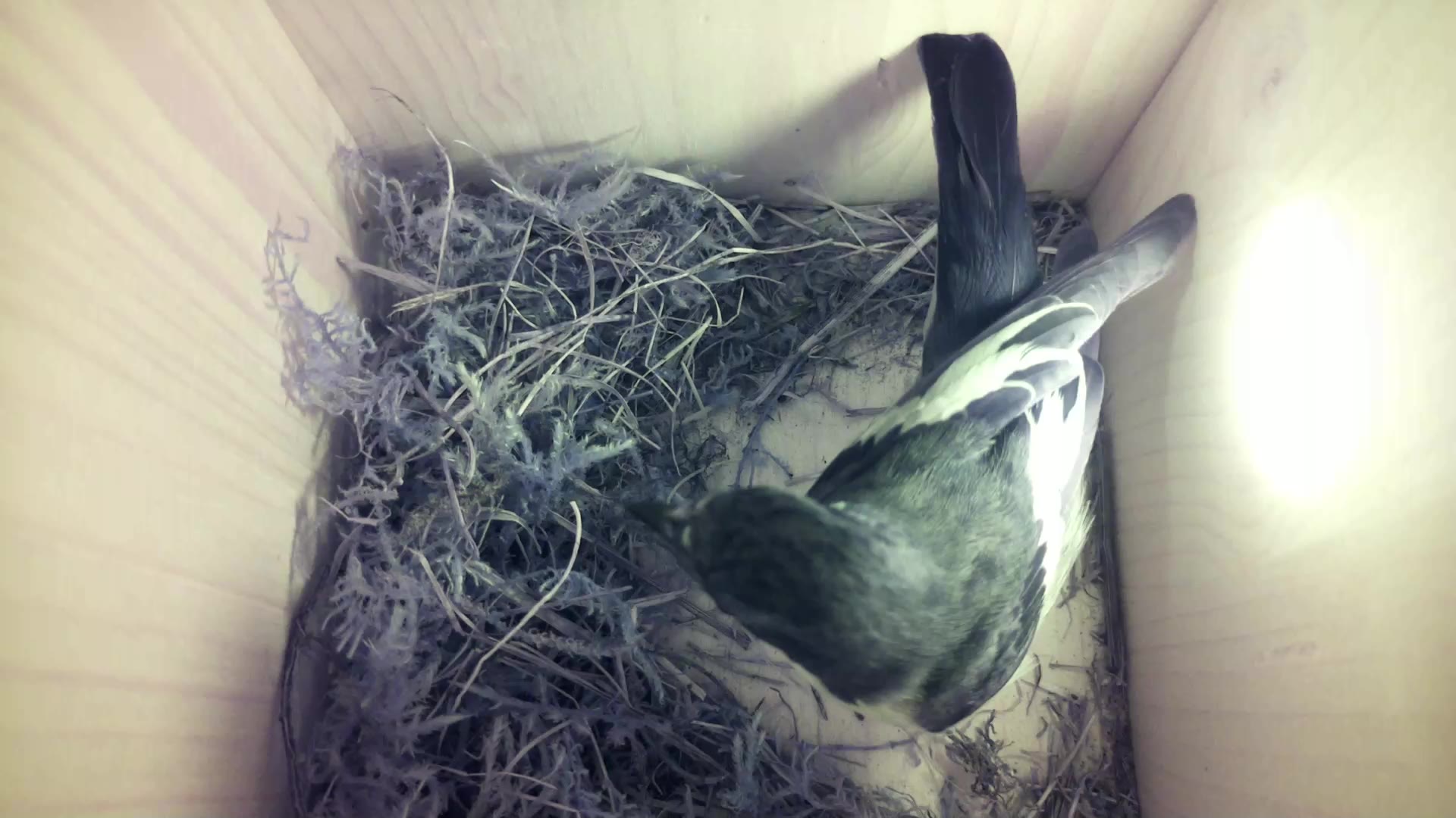 Aufnahme aus dem Vogelhaus