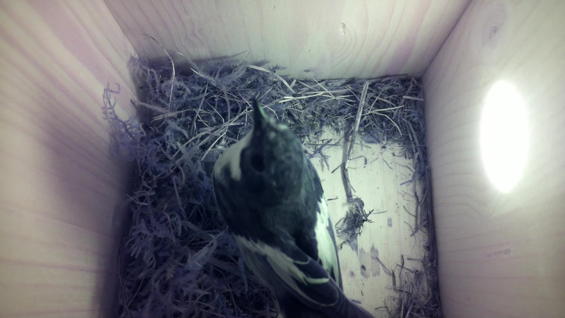 Aufnahme aus dem Vogelhaus