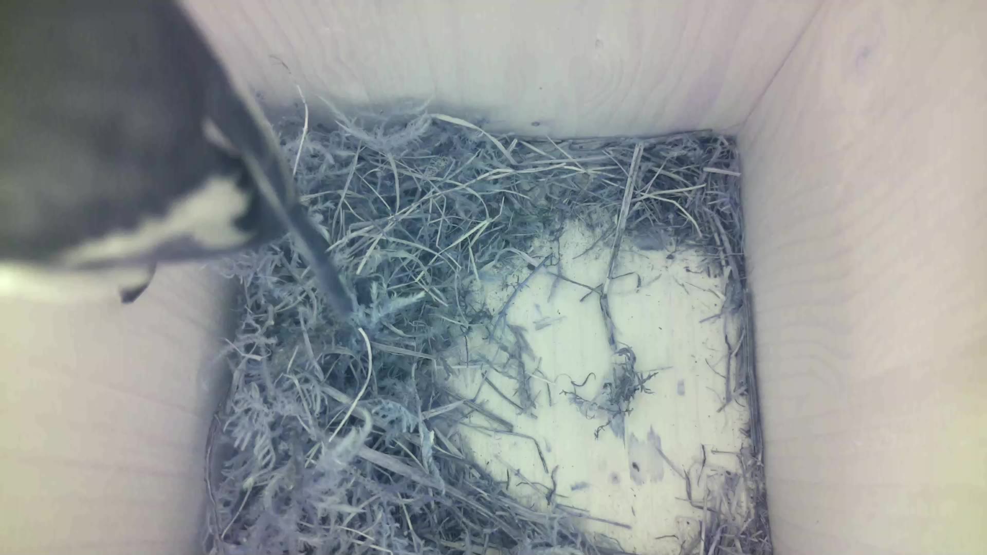 Aufnahme aus dem Vogelhaus