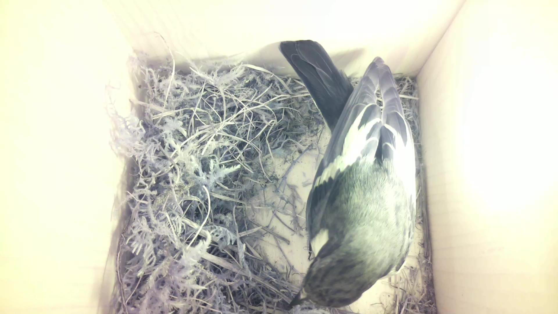 Aufnahme aus dem Vogelhaus