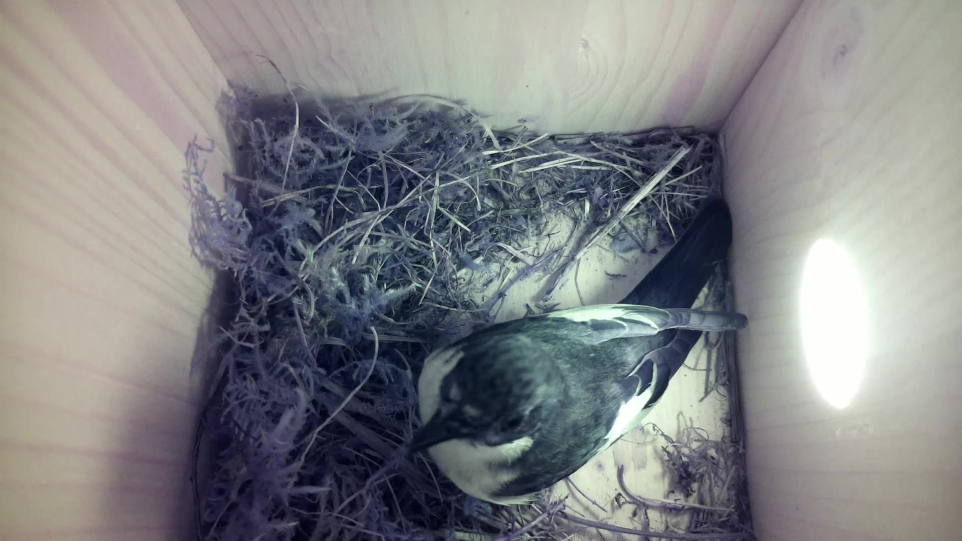 Aufnahme aus dem Vogelhaus