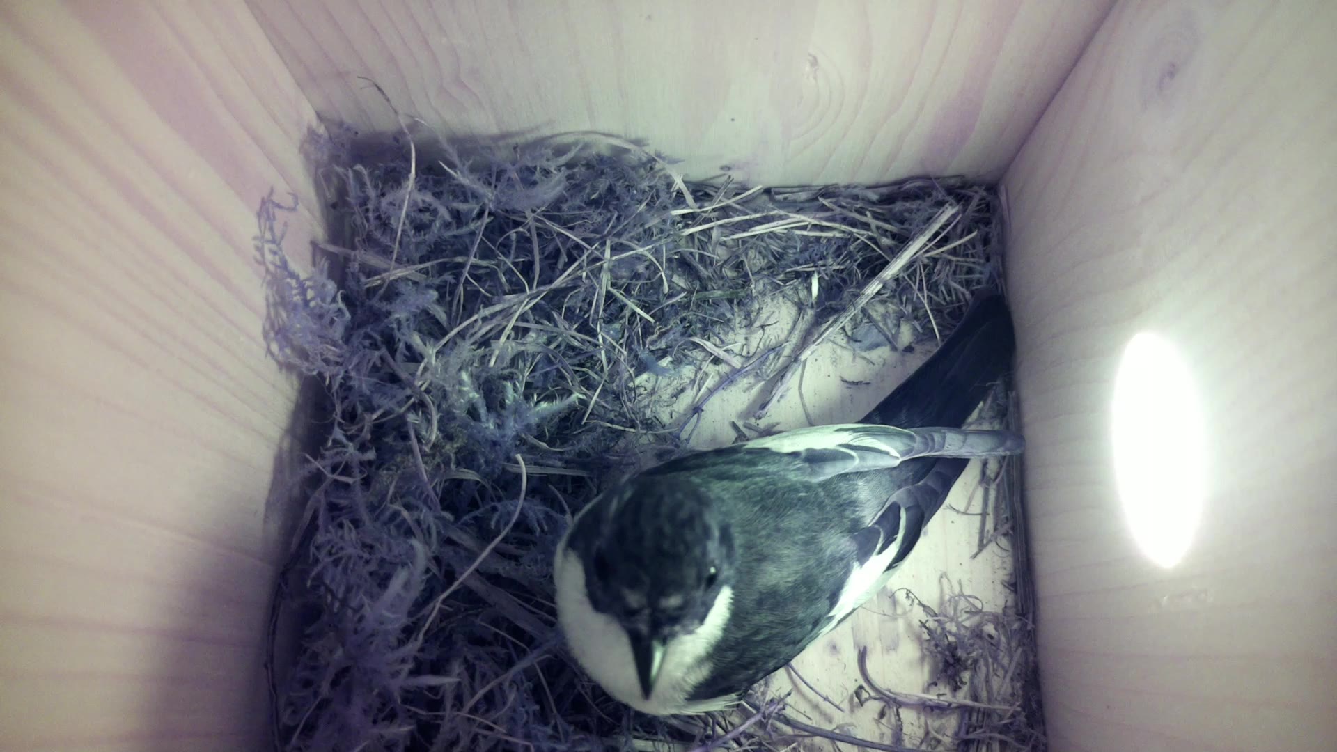 Aufnahme aus dem Vogelhaus