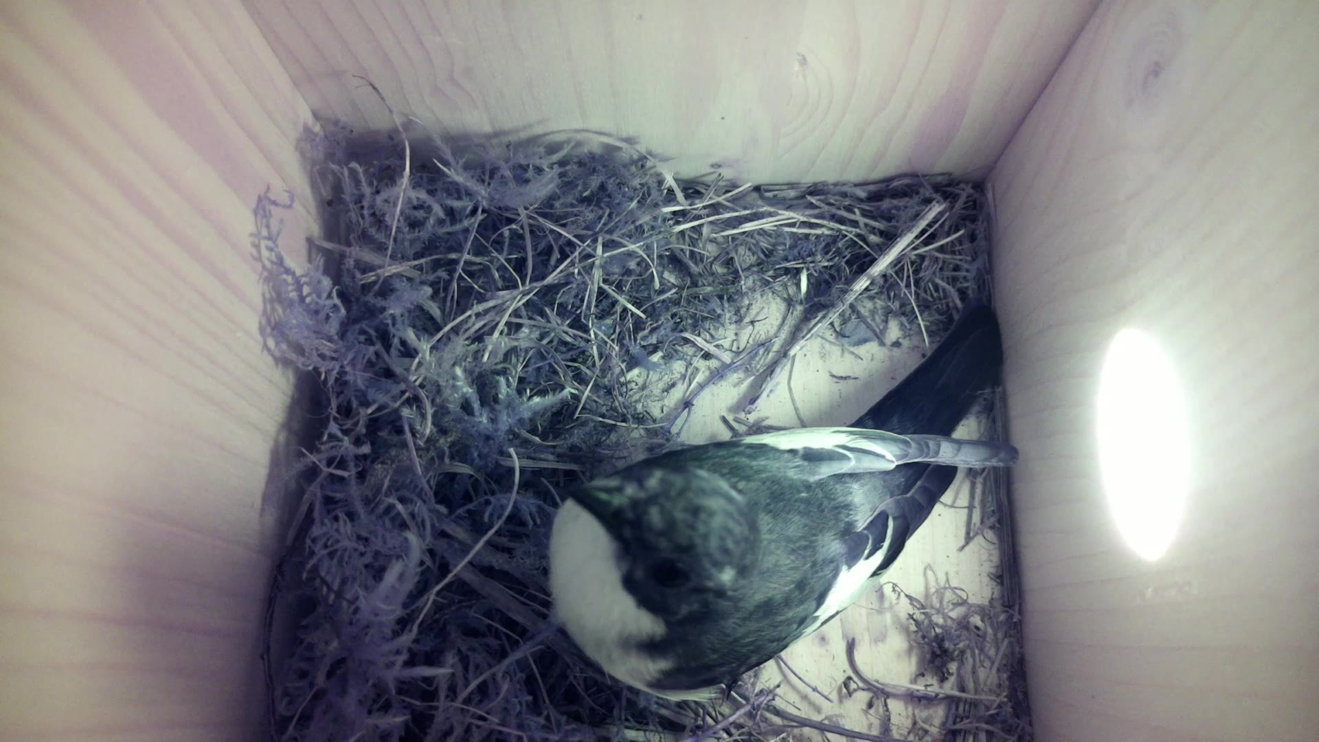 Aufnahme aus dem Vogelhaus