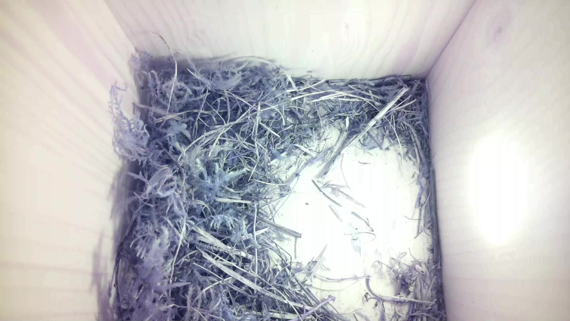 Aufnahme aus dem Vogelhaus