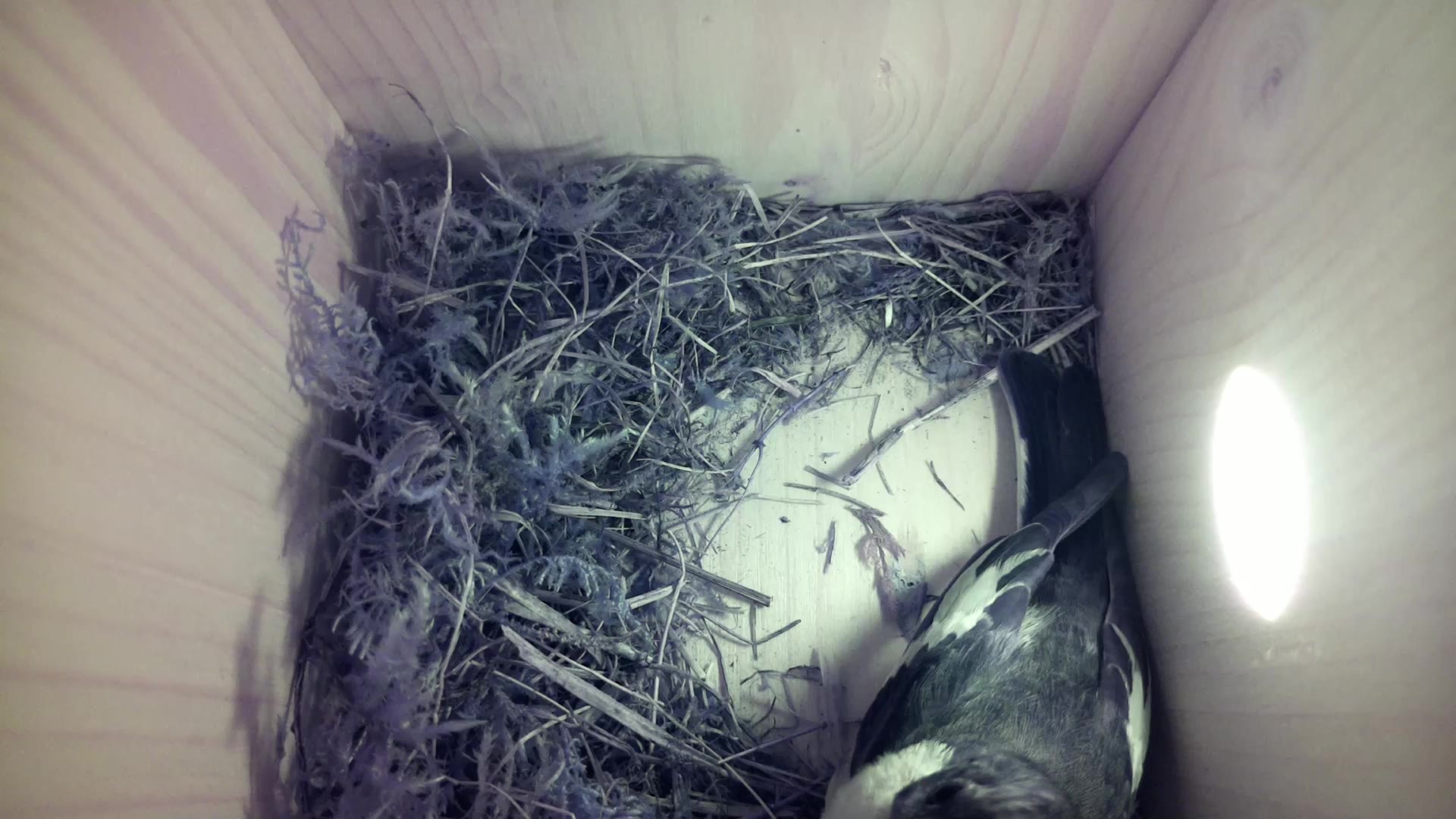 Aufnahme aus dem Vogelhaus