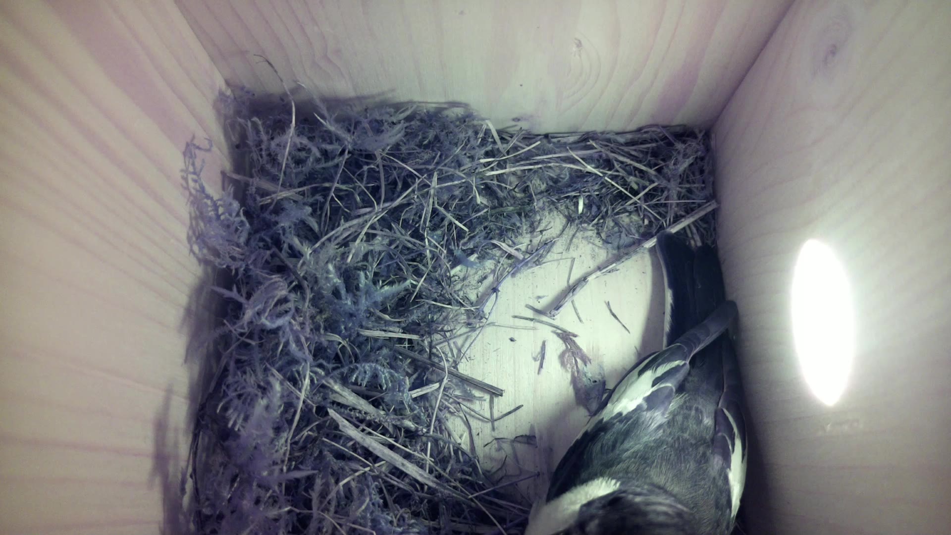Aufnahme aus dem Vogelhaus