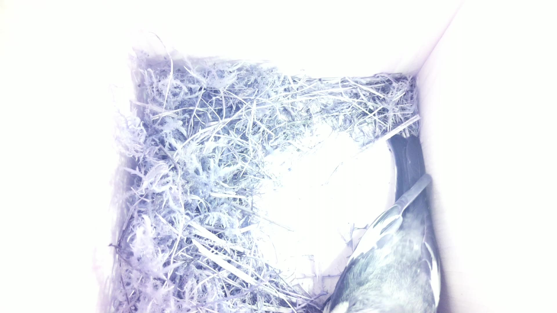 Aufnahme aus dem Vogelhaus