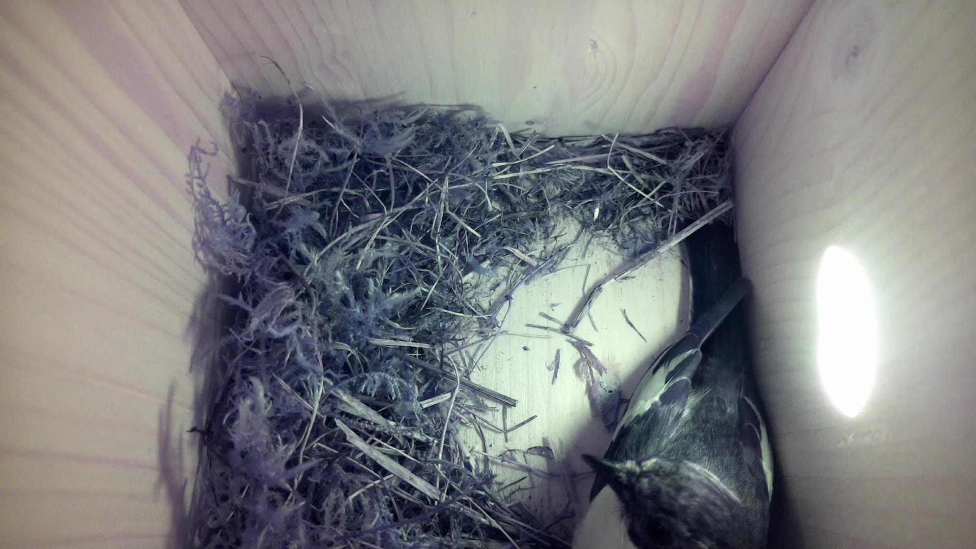 Aufnahme aus dem Vogelhaus