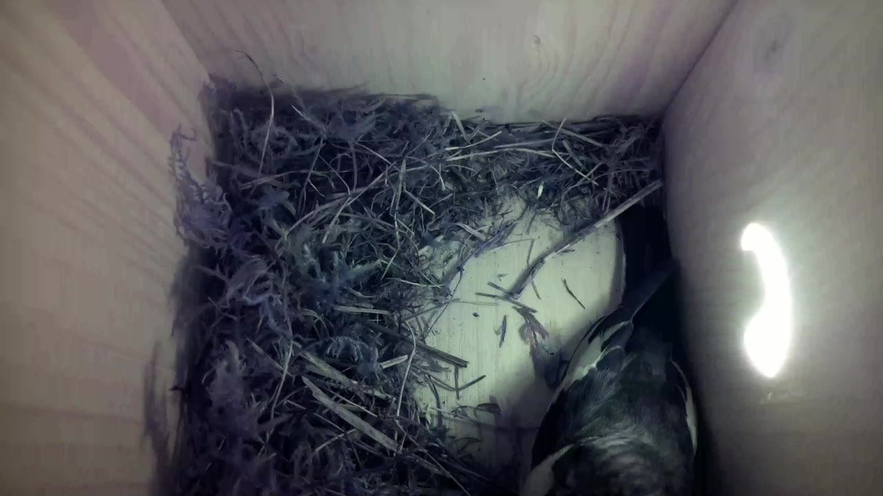 Aufnahme aus dem Vogelhaus