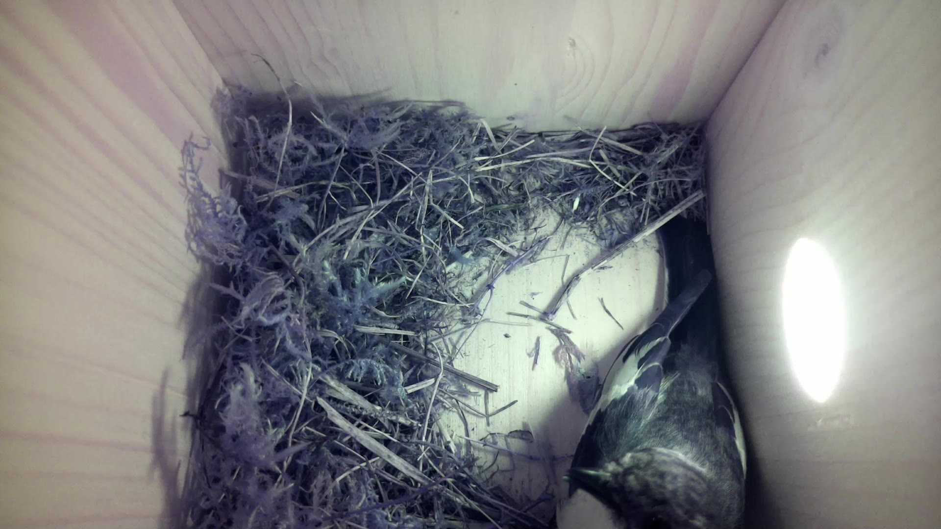 Aufnahme aus dem Vogelhaus