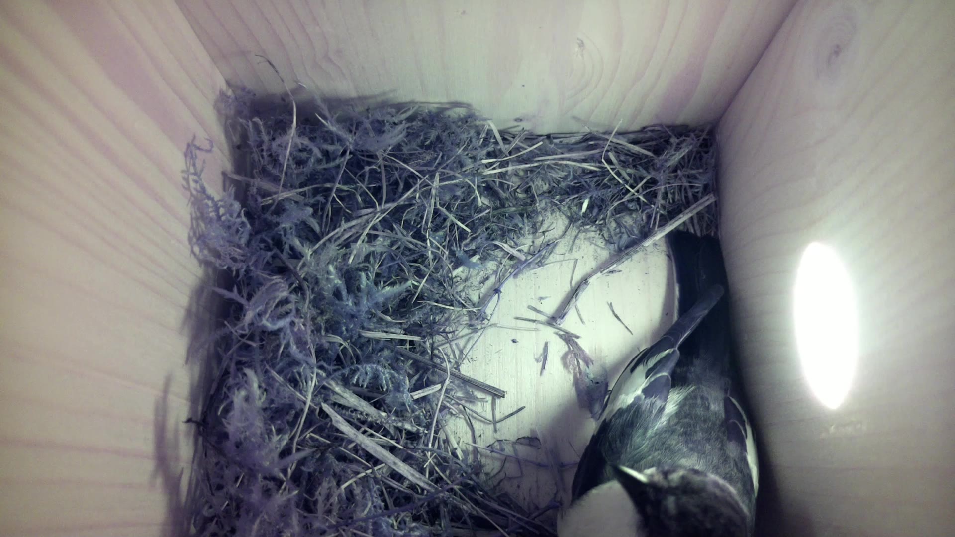 Aufnahme aus dem Vogelhaus