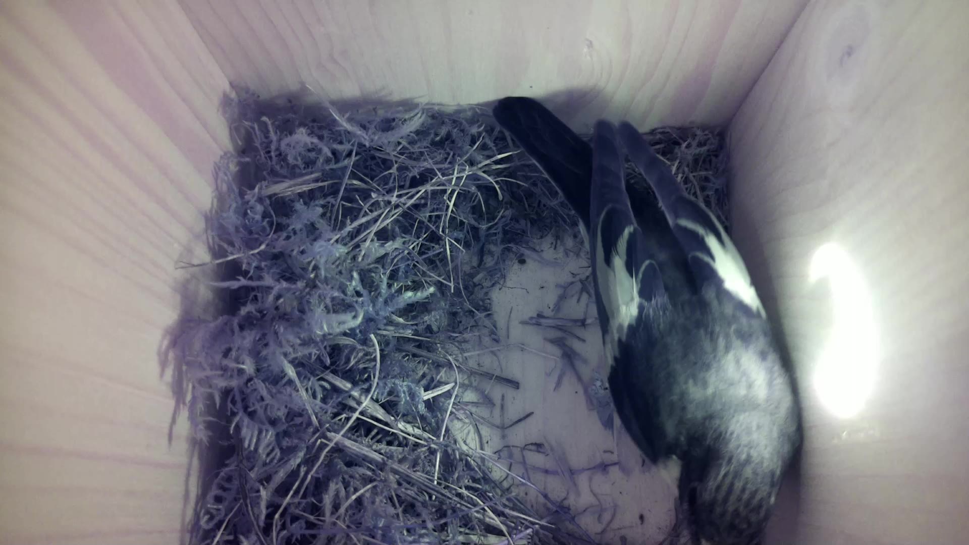 Aufnahme aus dem Vogelhaus