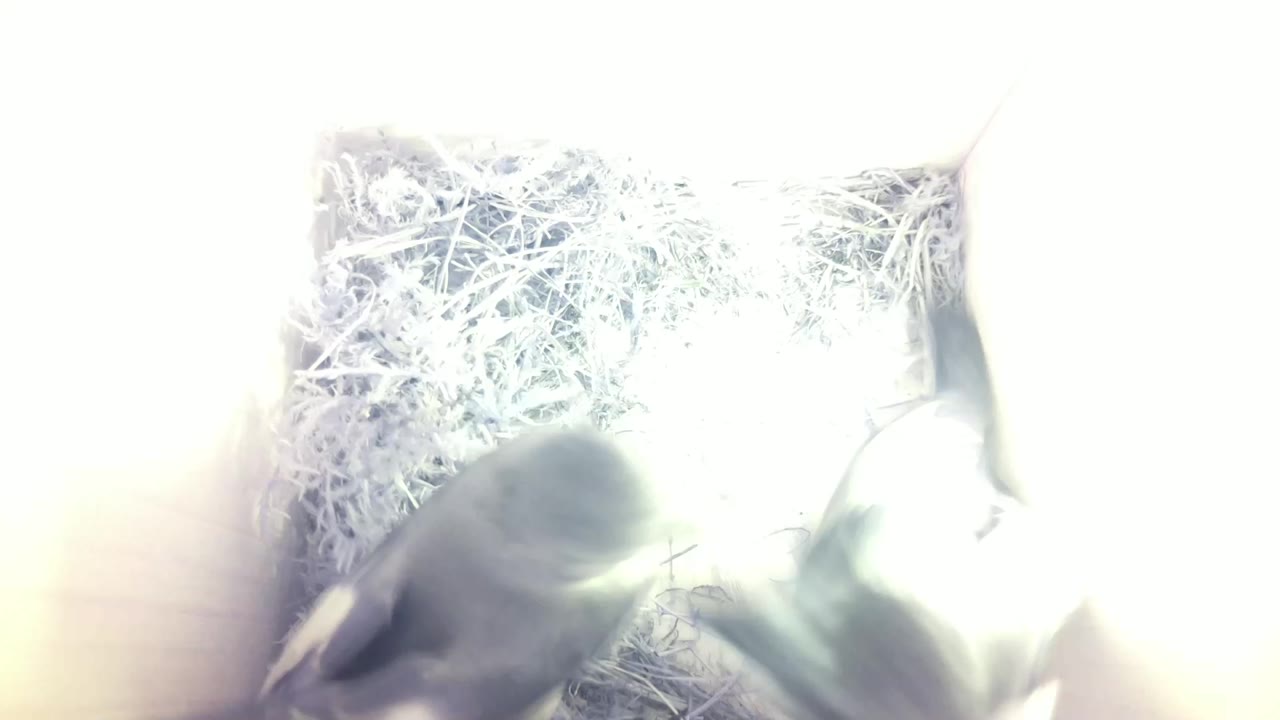 Aufnahme aus dem Vogelhaus