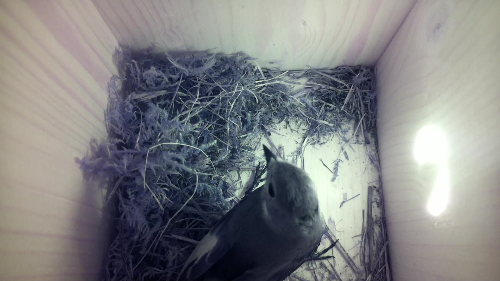 Aufnahme aus dem Vogelhaus