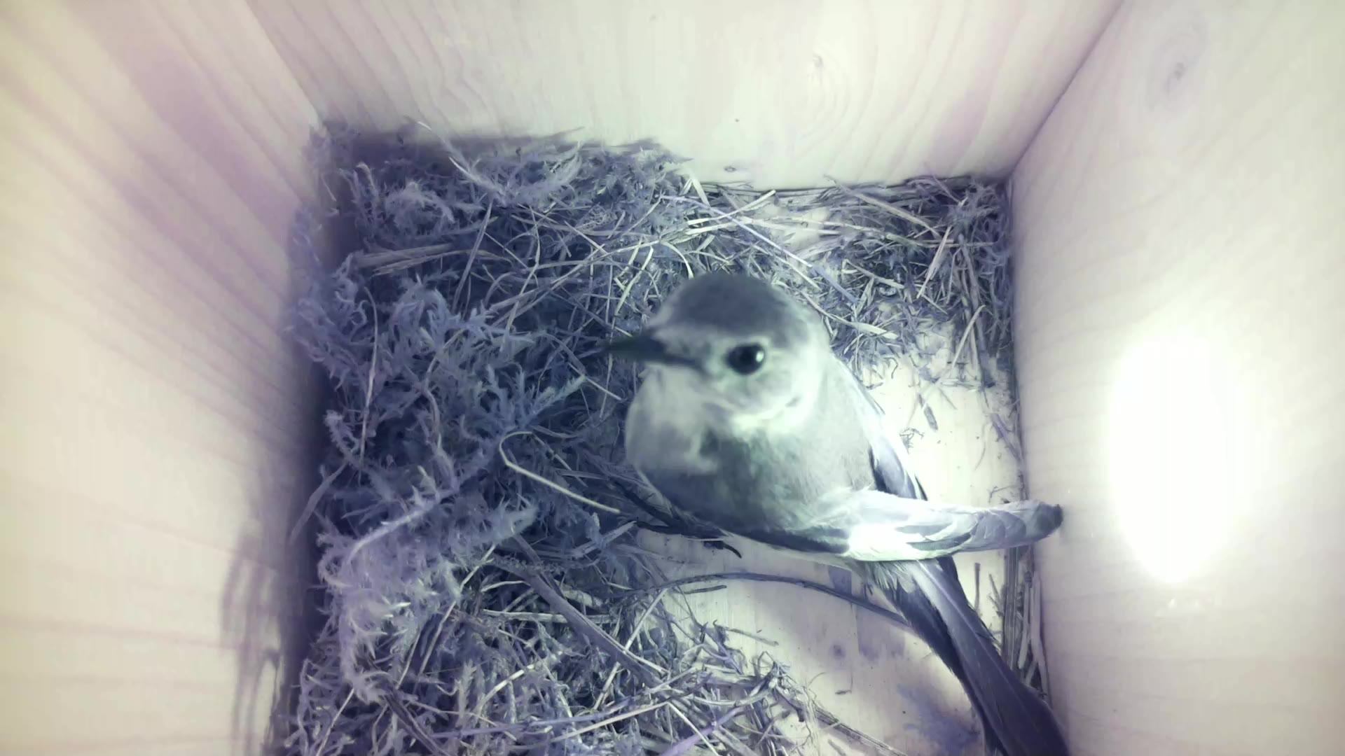 Aufnahme aus dem Vogelhaus