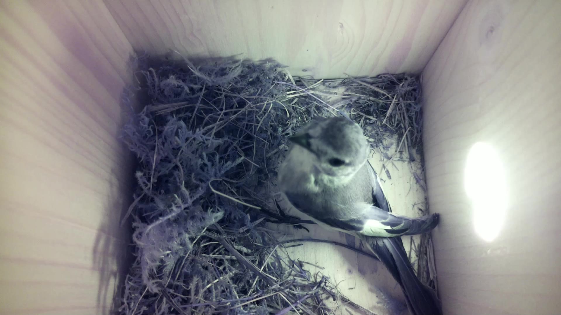 Aufnahme aus dem Vogelhaus