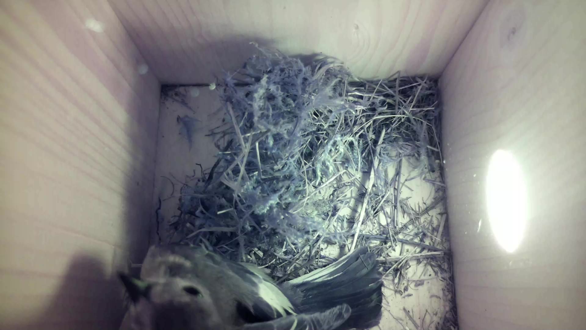 Aufnahme aus dem Vogelhaus