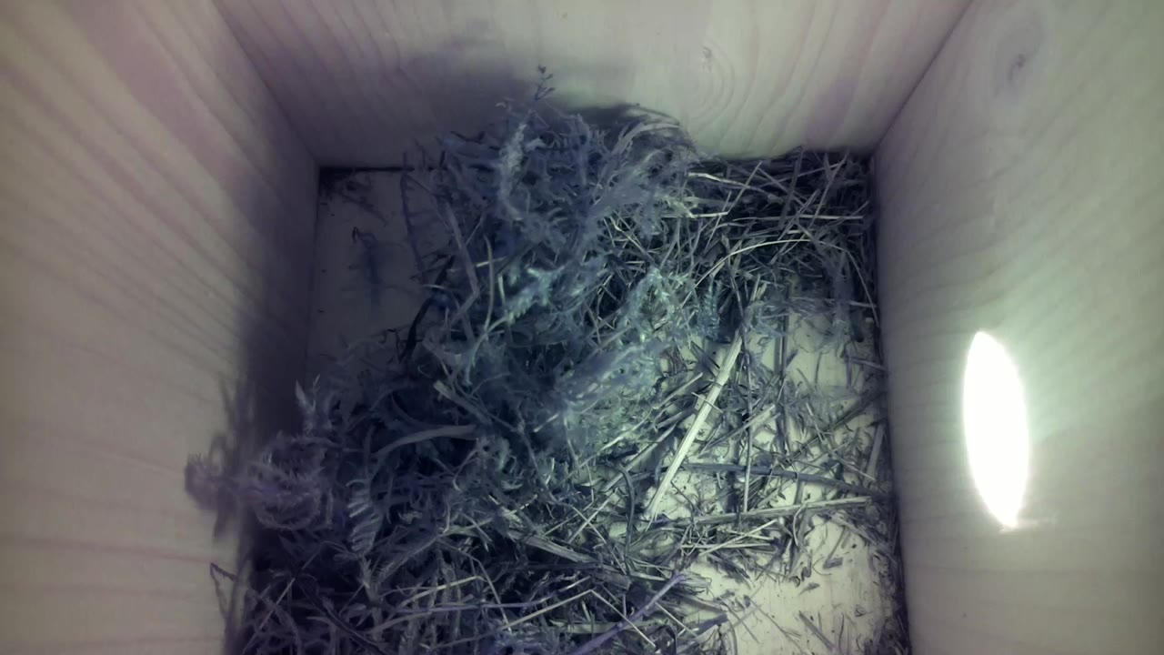 Aufnahme aus dem Vogelhaus
